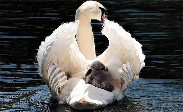 mother swan with baby swan