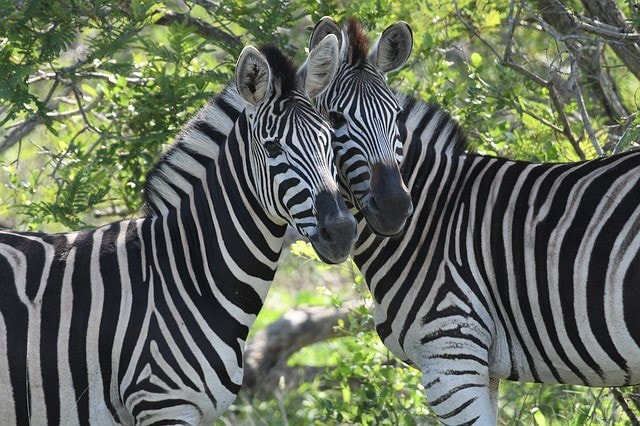 two zebras close together showing lover or friendship determined by astrology synastry reading