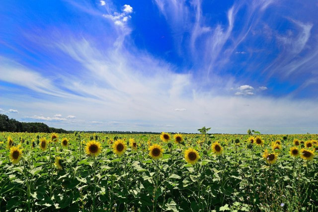 Ukraine sky and sunflower field